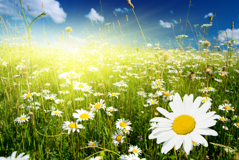 珊安 收藏 下载                  阳光 自然风景 花朵 蓝天白云