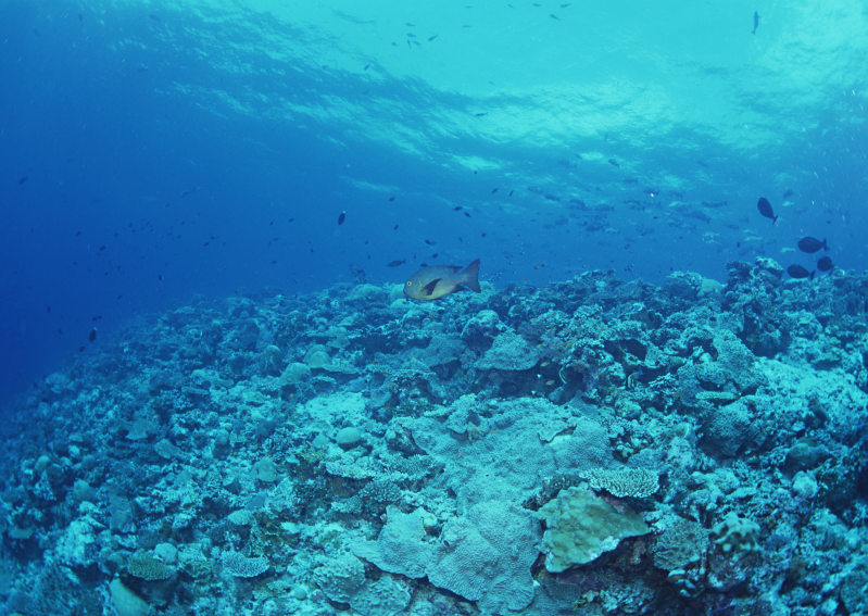海底的珊瑚礁和鱼