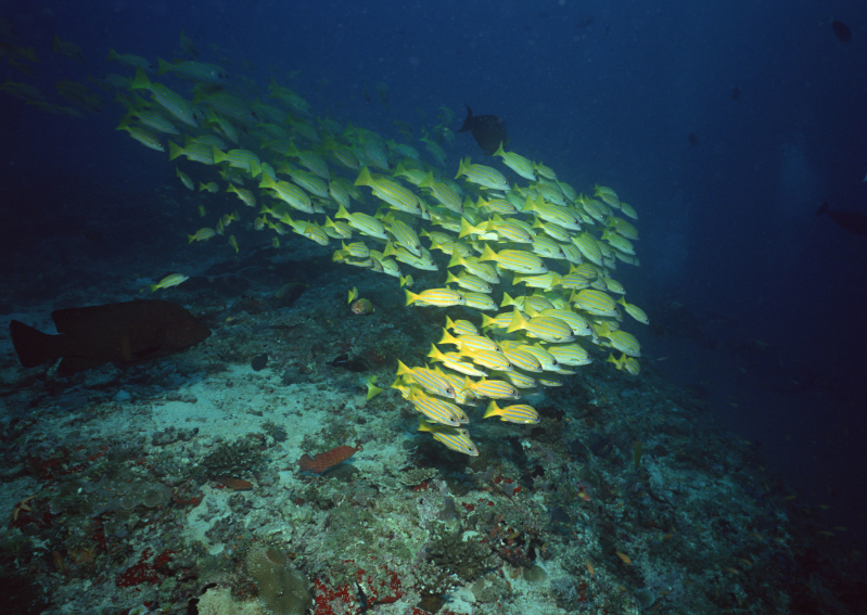 海底岩石上的淡黄色鱼群