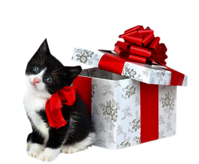 黑色猫咪 礼物盒子 png素材