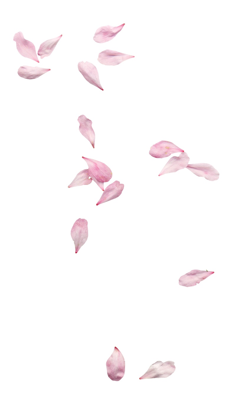 花瓣插画透明花瓣素材