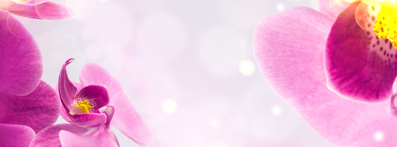粉色花朵横幅图片