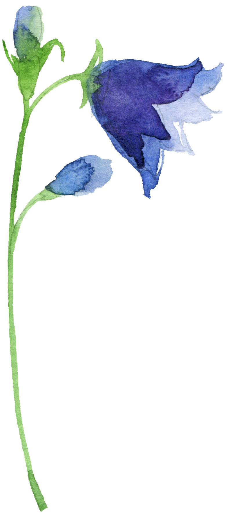 蓝色花朵设计图片