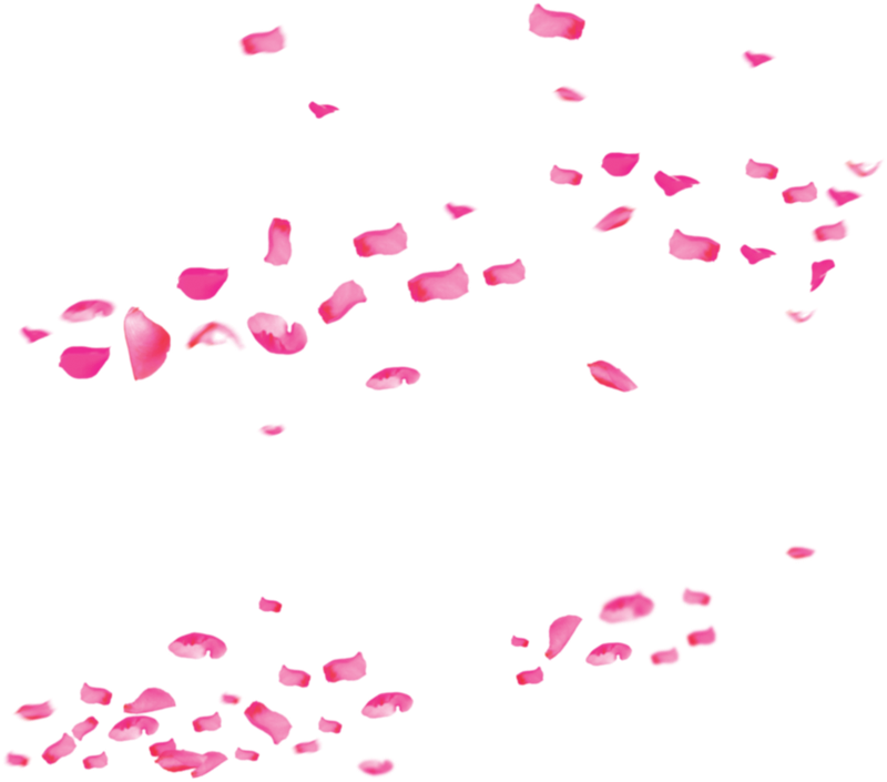 粉色大片花瓣