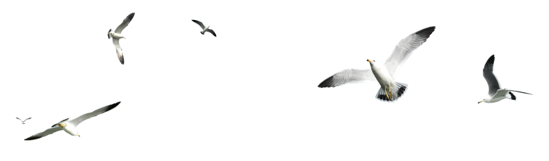 森林动物图片 飞翔的海鸥