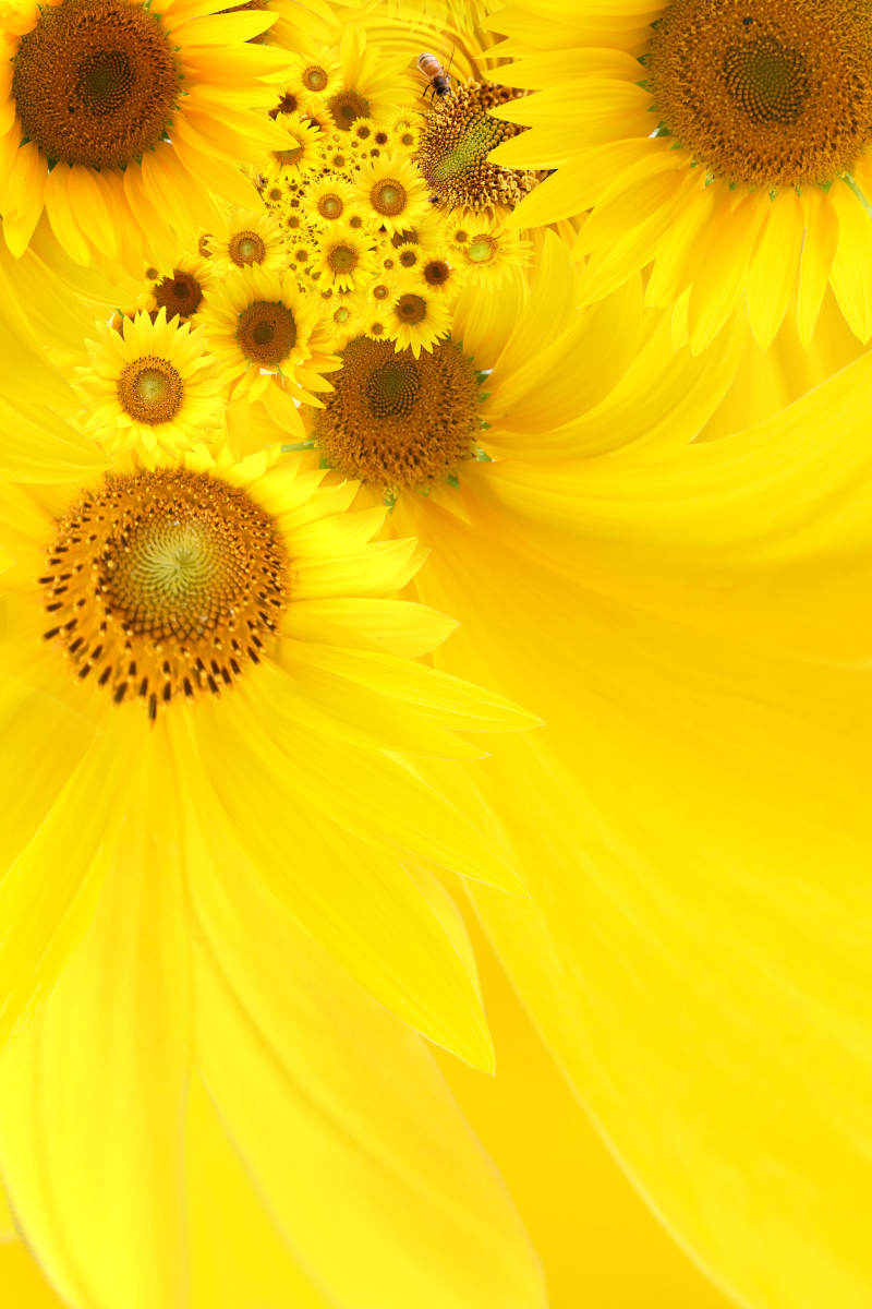 精美黄色向日葵背景图