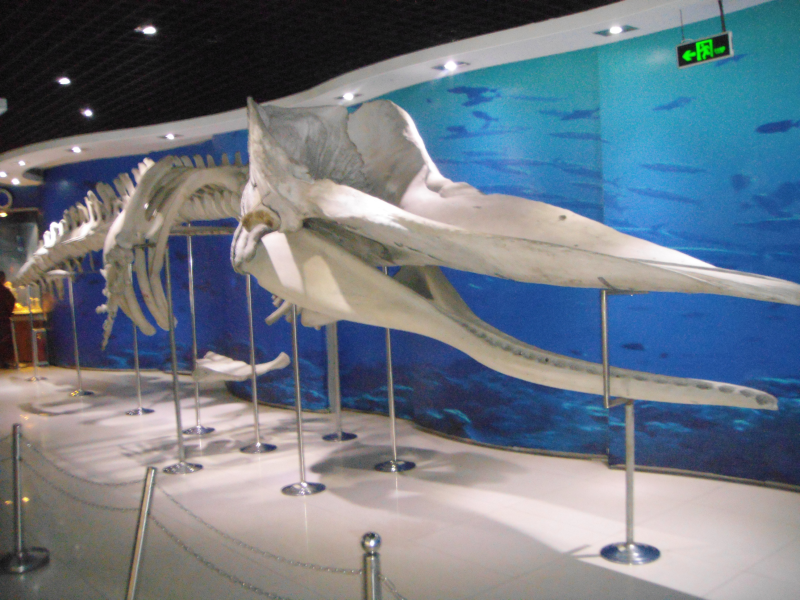鲸鱼骨骼图片