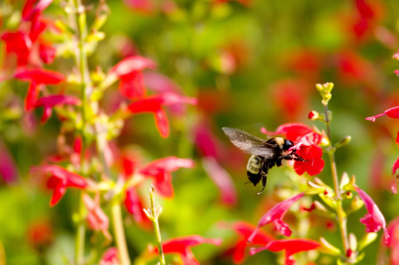 红色花丛中一只正在飞行的蜜蜂