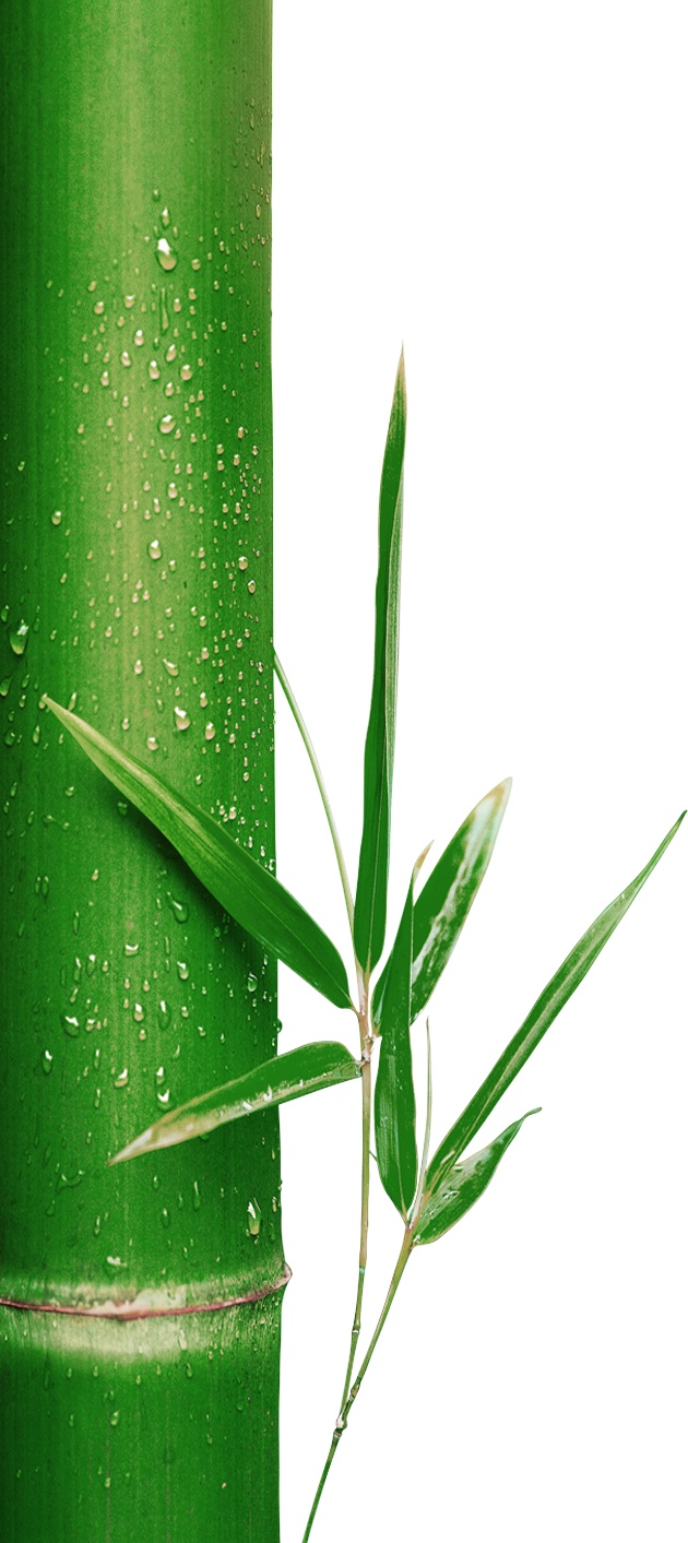 绿色竹子植物元素