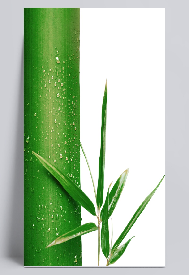 绿色竹子植物元素