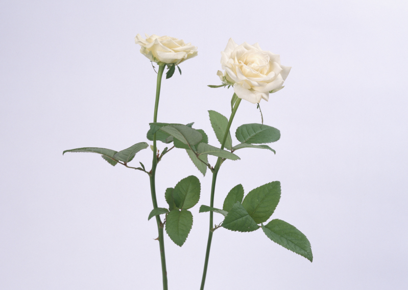 两枝白玫瑰摄影图片JPG