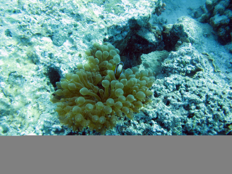 海底珊瑚高清背景图片