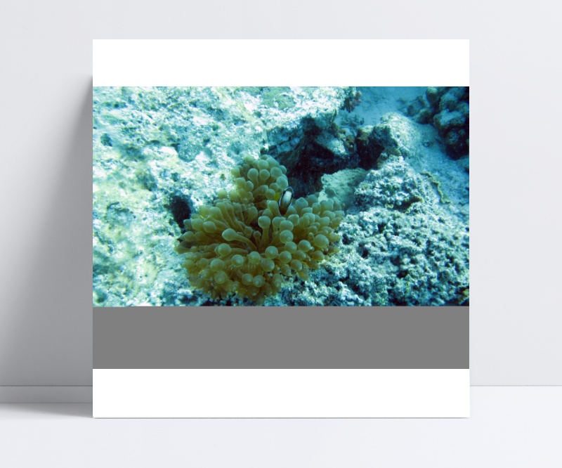 海底珊瑚高清背景图片