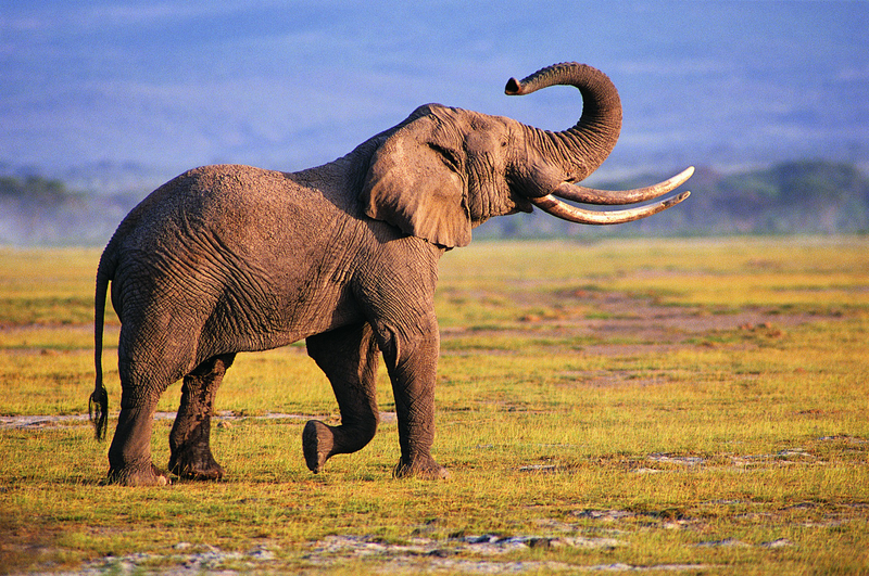 大象 象 大象大图 象之世界