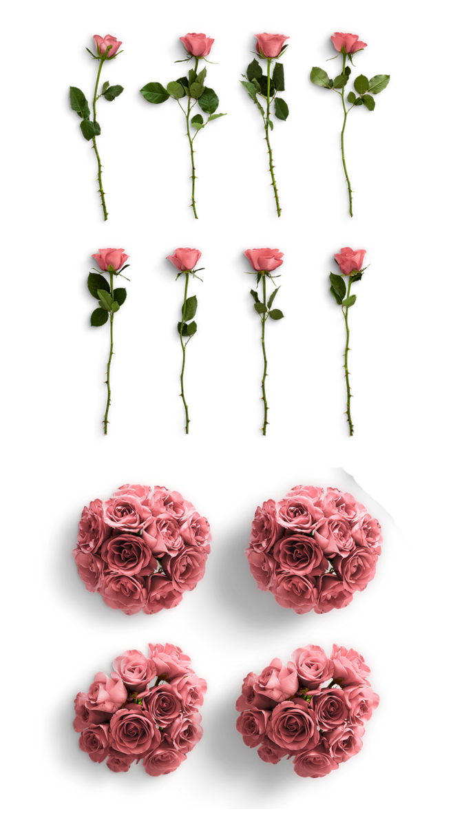 情人节玫瑰花透明元素
