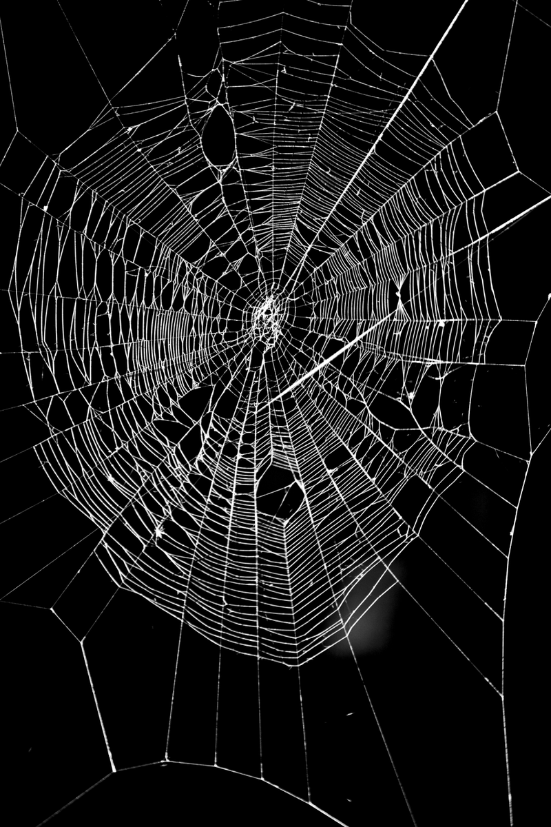 黑色背景白色蜘蛛网