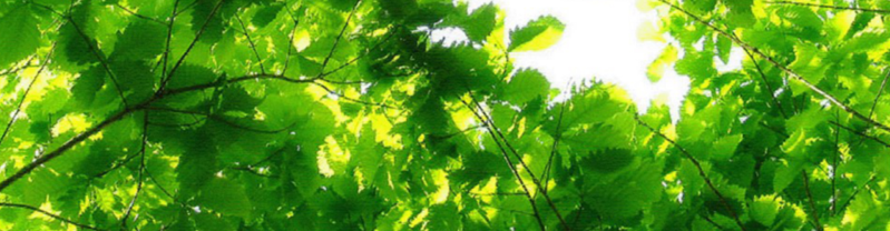 大自然绿色叶子横幅图片