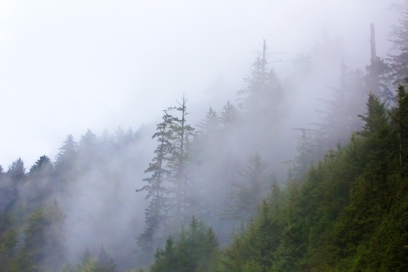 雾山森林