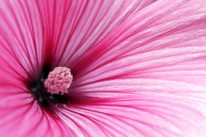 唯美粉色花卉特写摄影图片
