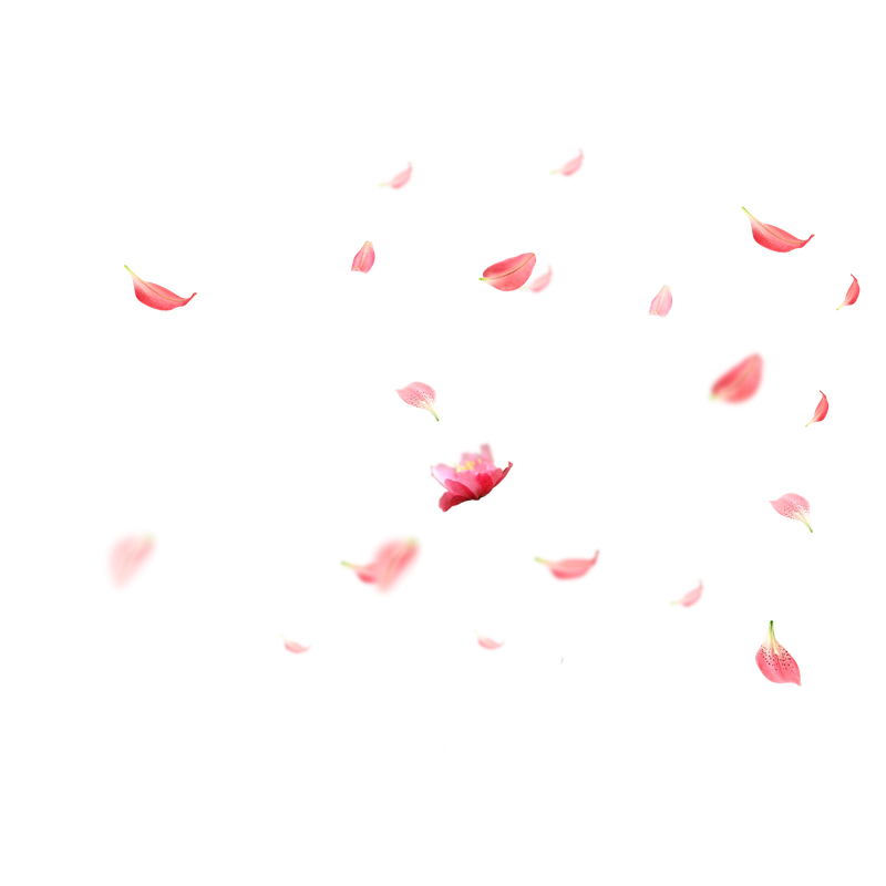粉色的花瓣