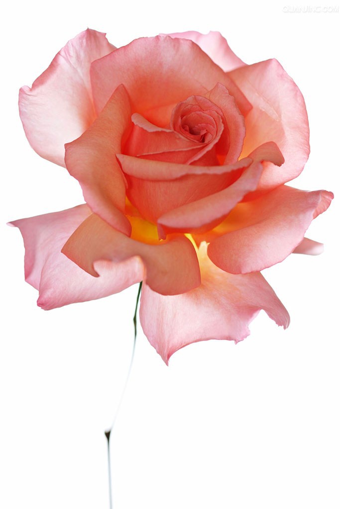 粉色玫瑰唯美浪漫