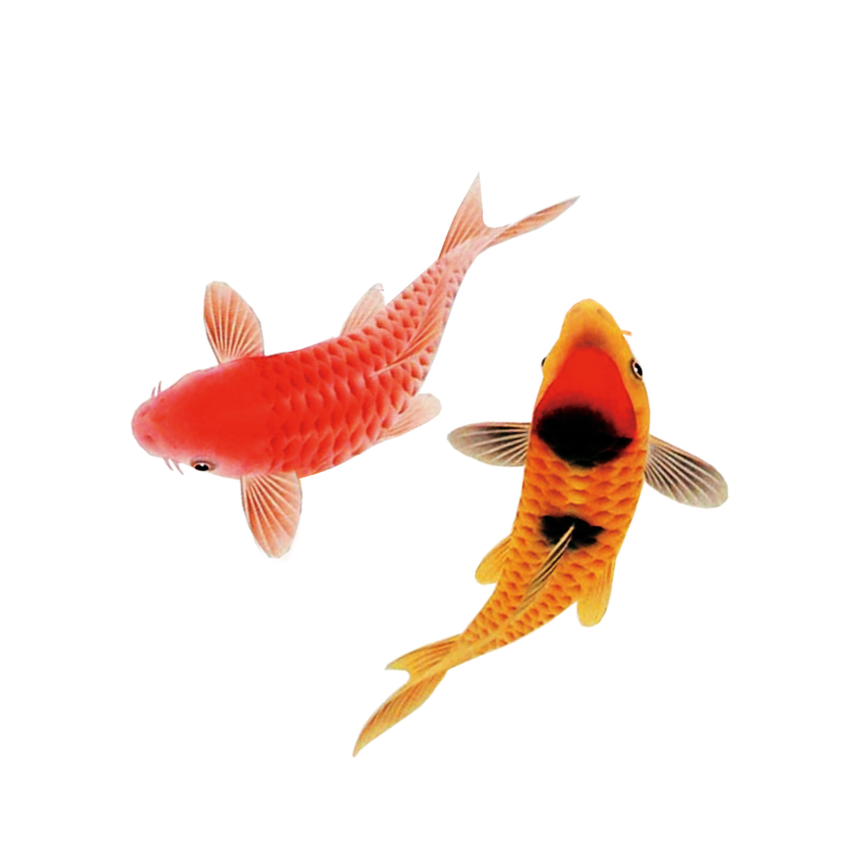 红色鲤鱼装饰PNG图片下载含PSD