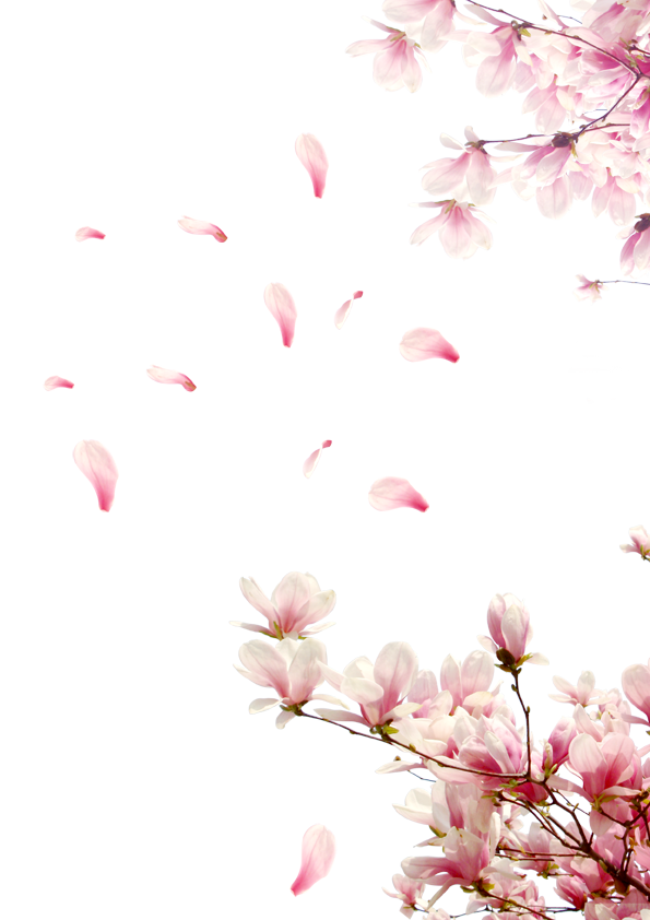 桃花花瓣    节日   鲜花