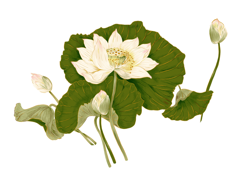 花朵插画—绿色荷叶和花苞以及盛开的荷花