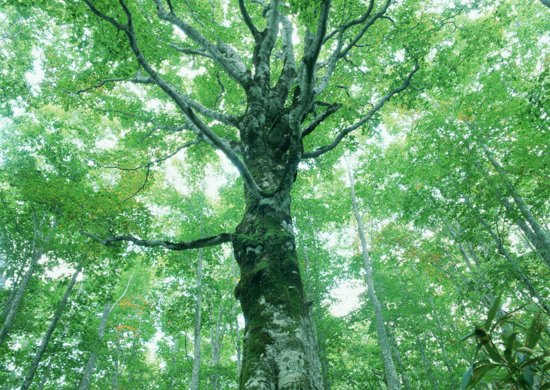 树林里粗壮树干的树木仰拍图