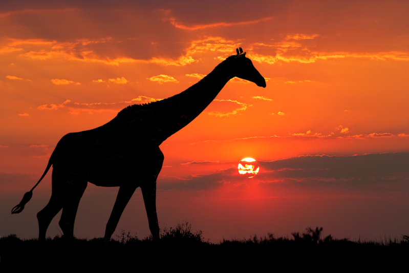 黄昏之时的长颈鹿剪影效果高清图片