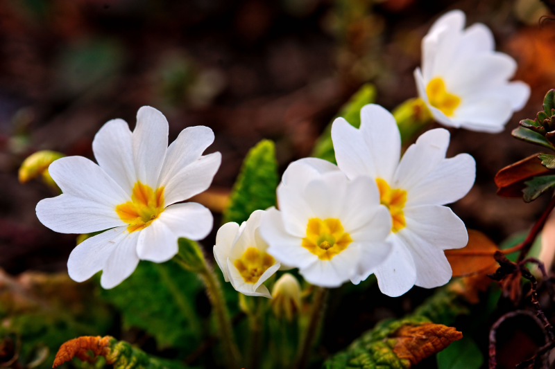 盛开的五朵小白花