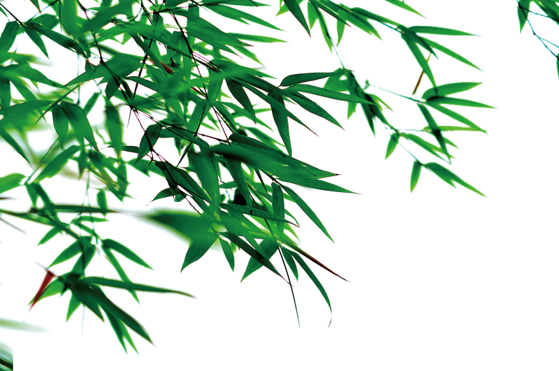 竹叶植物元素