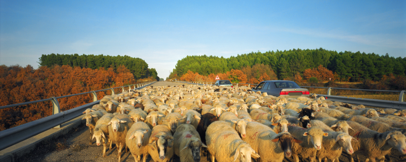 蓝天下公路上的羊群