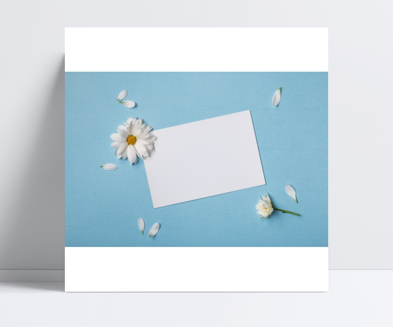 鲜花花瓣白纸背景图片