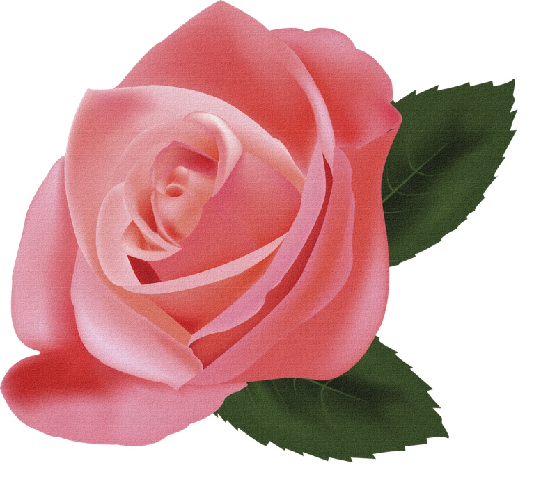 水彩粉色玫瑰花朵图案元素