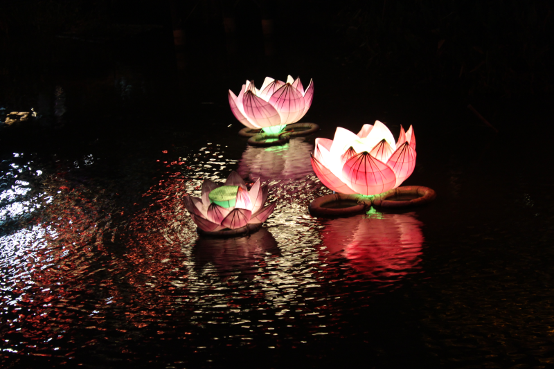 水上的莲花灯夜景