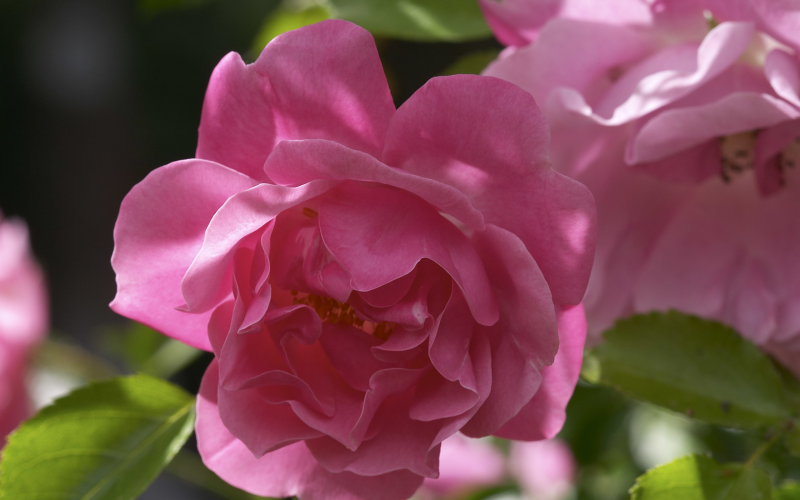 低垂的粉色蔷薇
