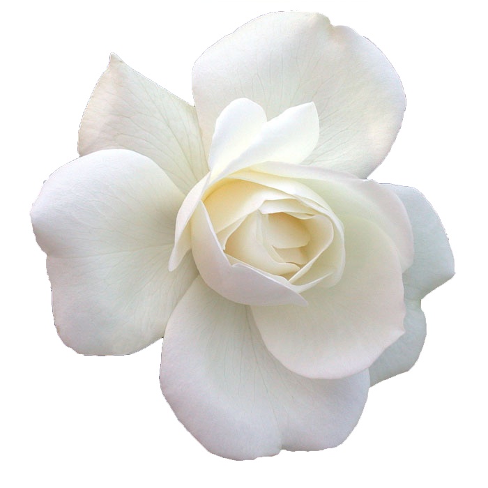 白色                    玫瑰                    鲜艳花朵