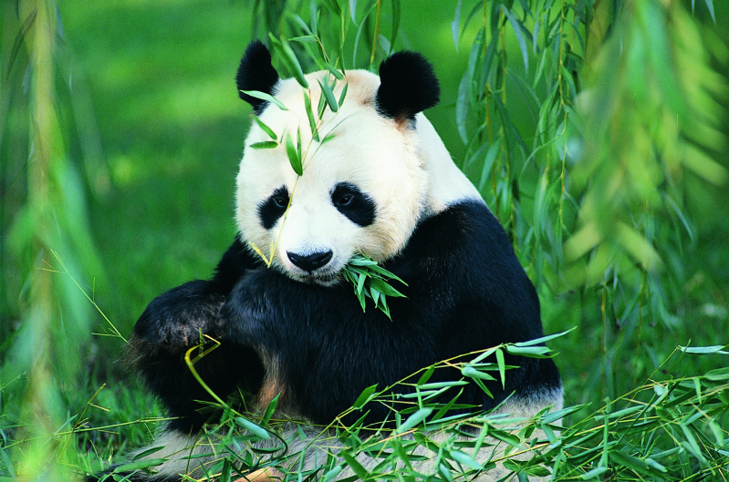 动物 熊猫 爬树 动物世界 大图