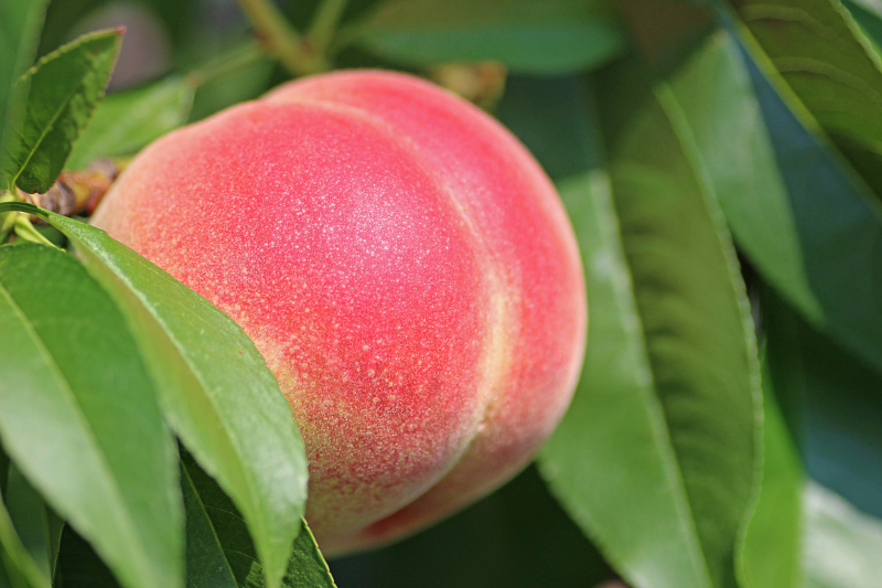 树上表面红彤彤的桃子摄影高清图片