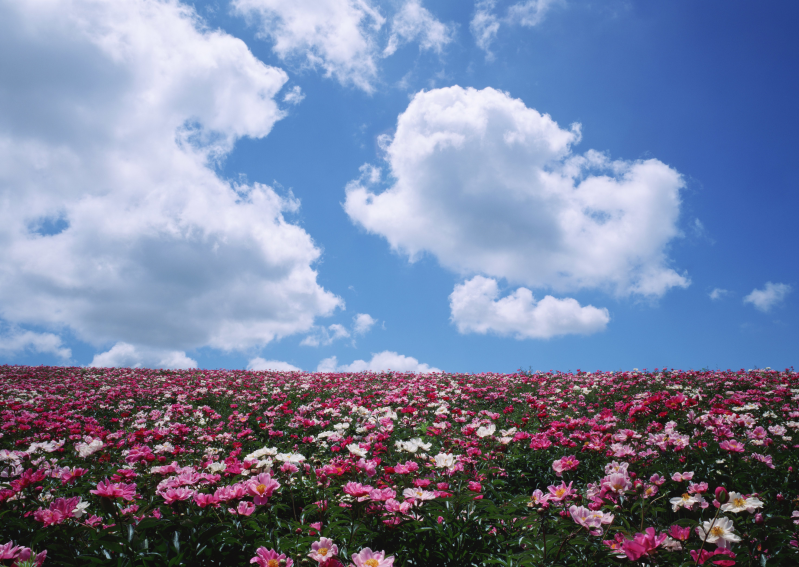 蓝天白云下鲜花盛开的草地