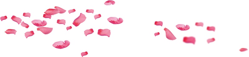 粉色漂浮大片花瓣