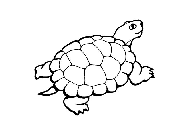 动物                    草龟                    乌龟简笔画