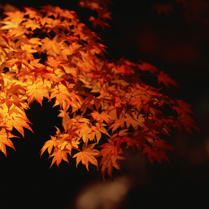 秋天的枫叶淘宝主图背景