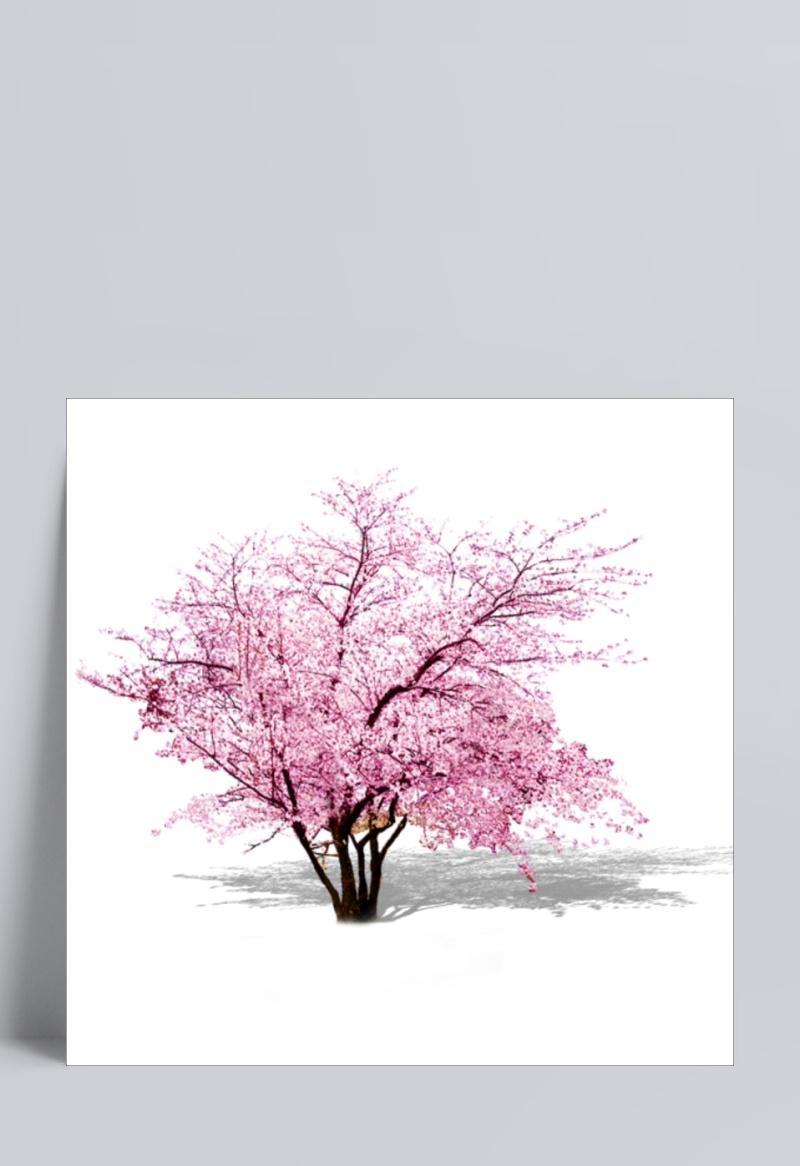 粉色樱花树叶