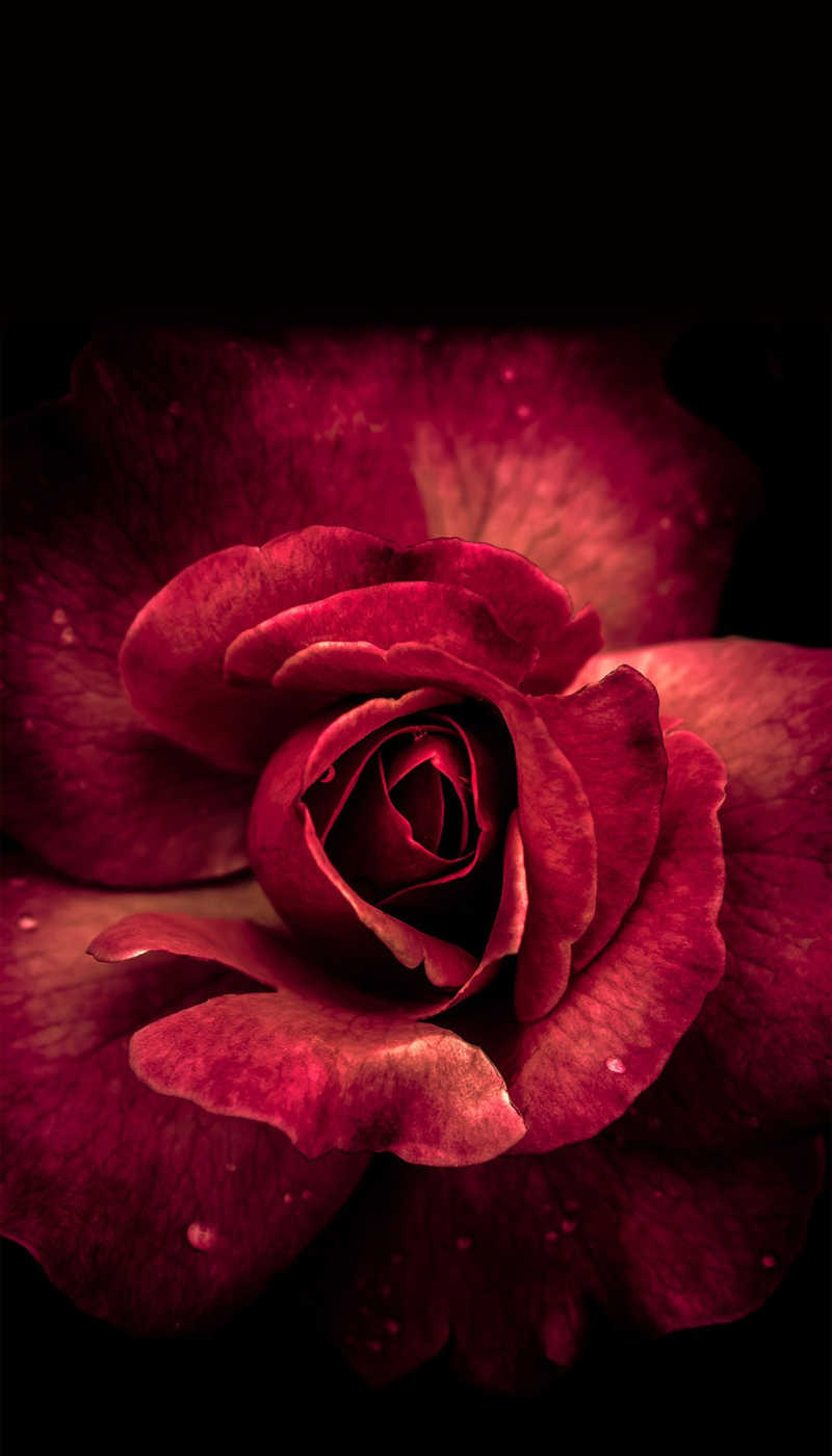 深红色玫瑰花朵背景