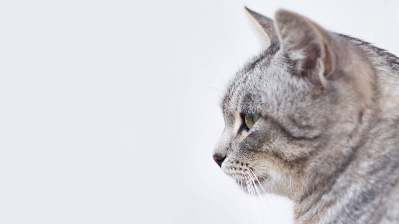 一只灰色的猫侧面特写摄影高清图片