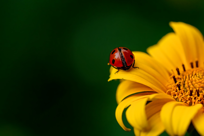 黄色花朵上的瓢虫特写摄影高清图片