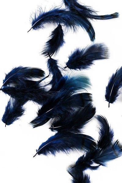 深蓝色羽毛印花