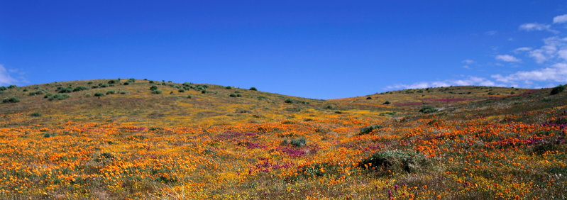 宽幅图片蓝天下长满彩色野花的山坡
